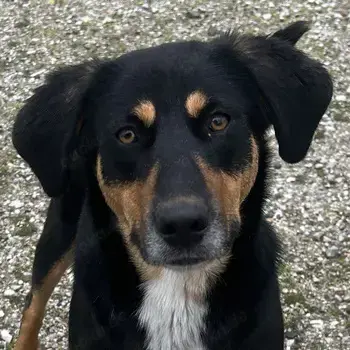 Orelle, geb. ca. 05 2024, lebt in GRIECHENLAND, auf einem Gelände