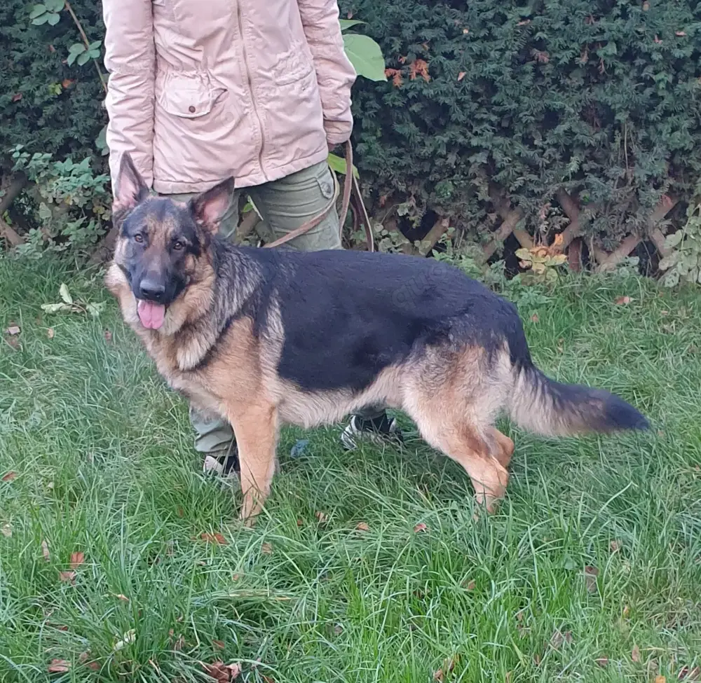 Deutsche Schäferhunde