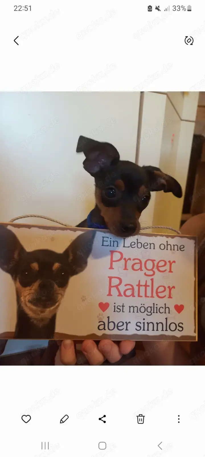 Prager Rattler Mix Welpen 