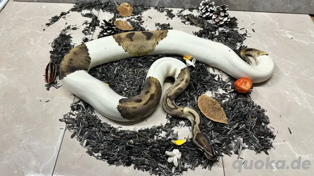 Königspython 0.1 Piebald 100% Het. Albino