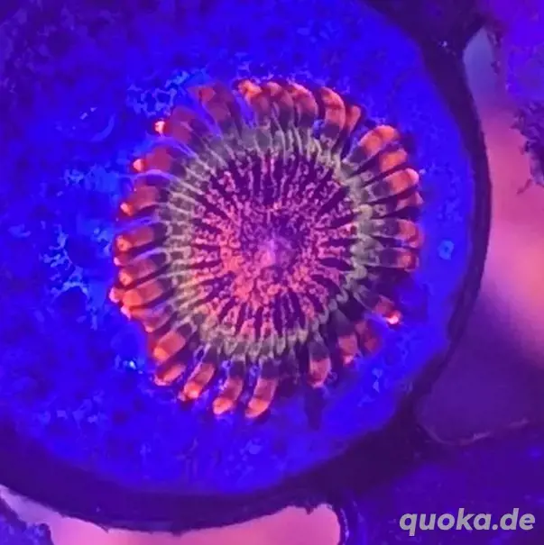 Zoanthus Speckled Krakatoa Korallen extrem selten