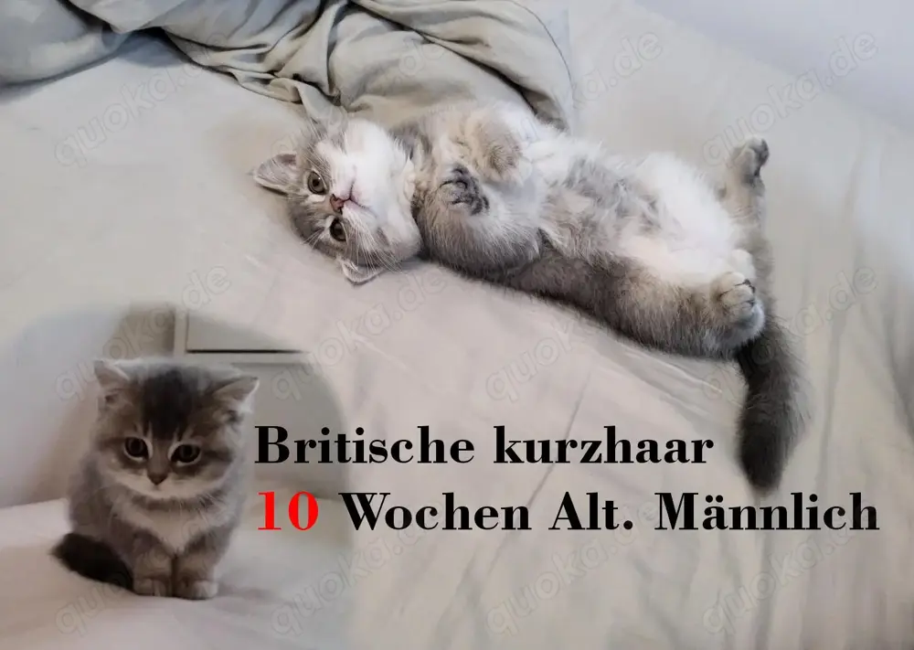Britische Kurzhaar. Baby Kätzchen. Britische Kurzhaar. Baby Kätzchen.