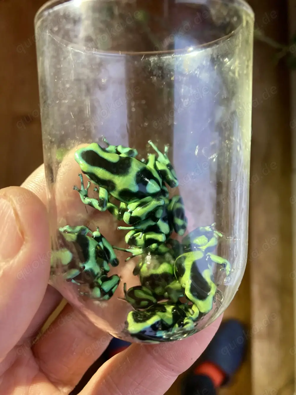 Dendrobates Auratus Karibik auch Versand Dendrobates Auratus Karibik auch Versand