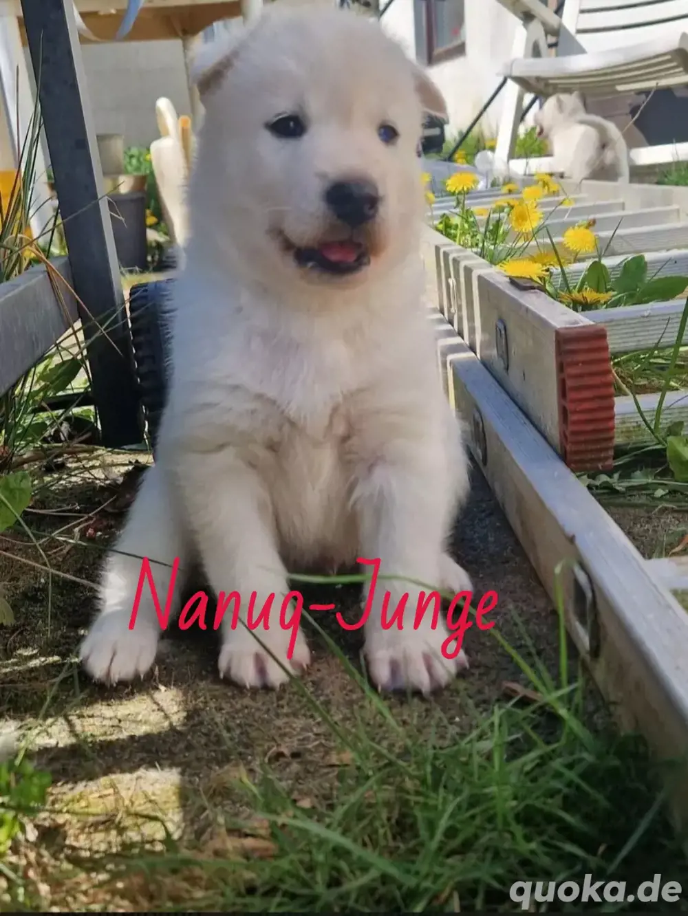 Süße Husky welpen suchen ein neues Zuhause!