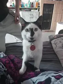 Kater zu verkaufen