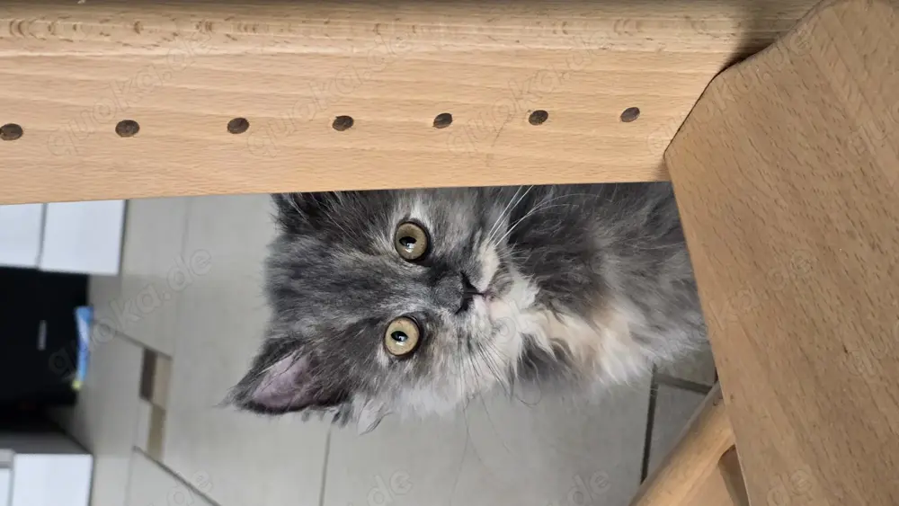 Verkaufe 2 süße Britisch Langhaar Katzen