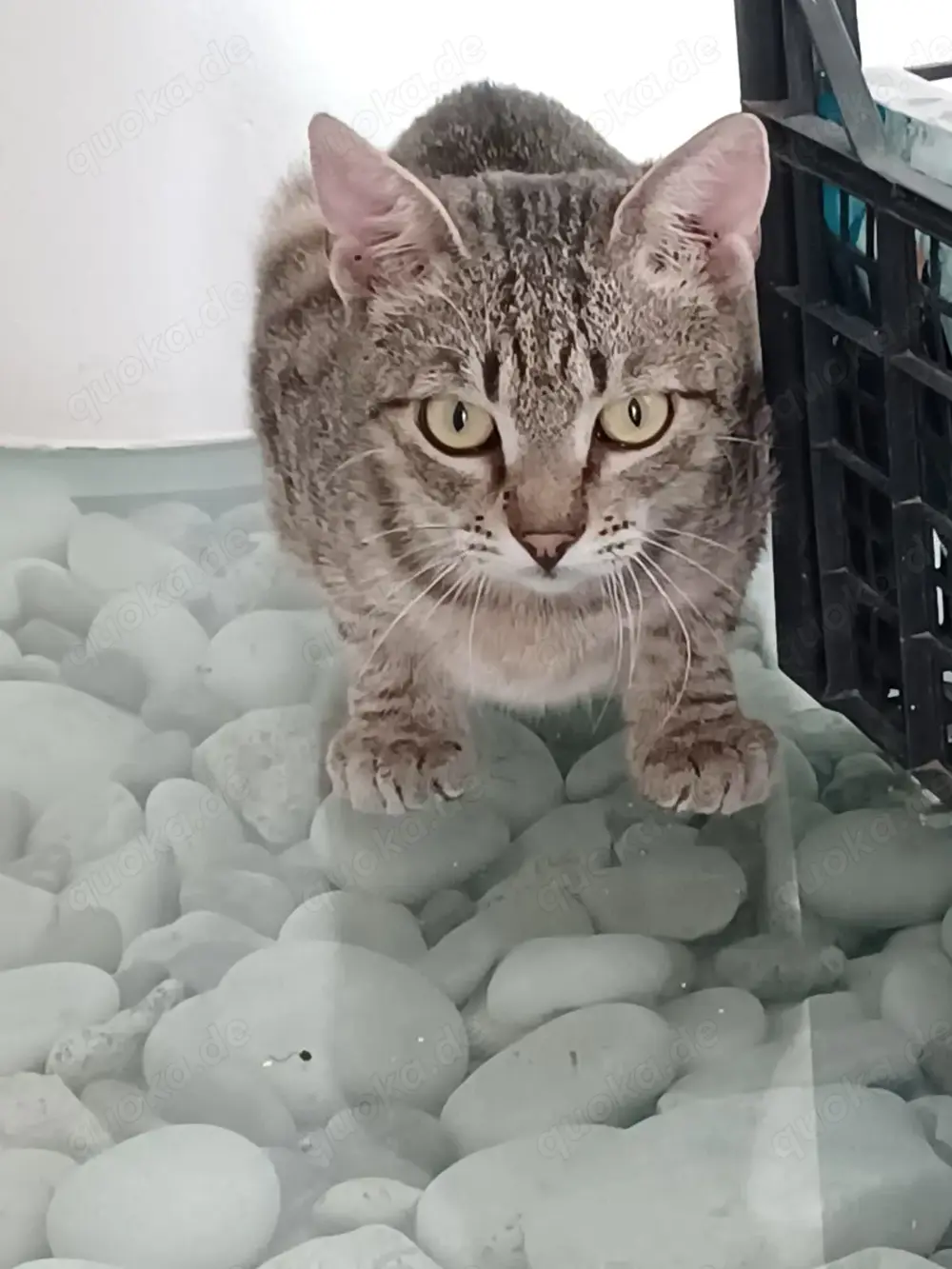 Lieber FIV positiver Bobo sucht seine Familie oder Pflegestelle