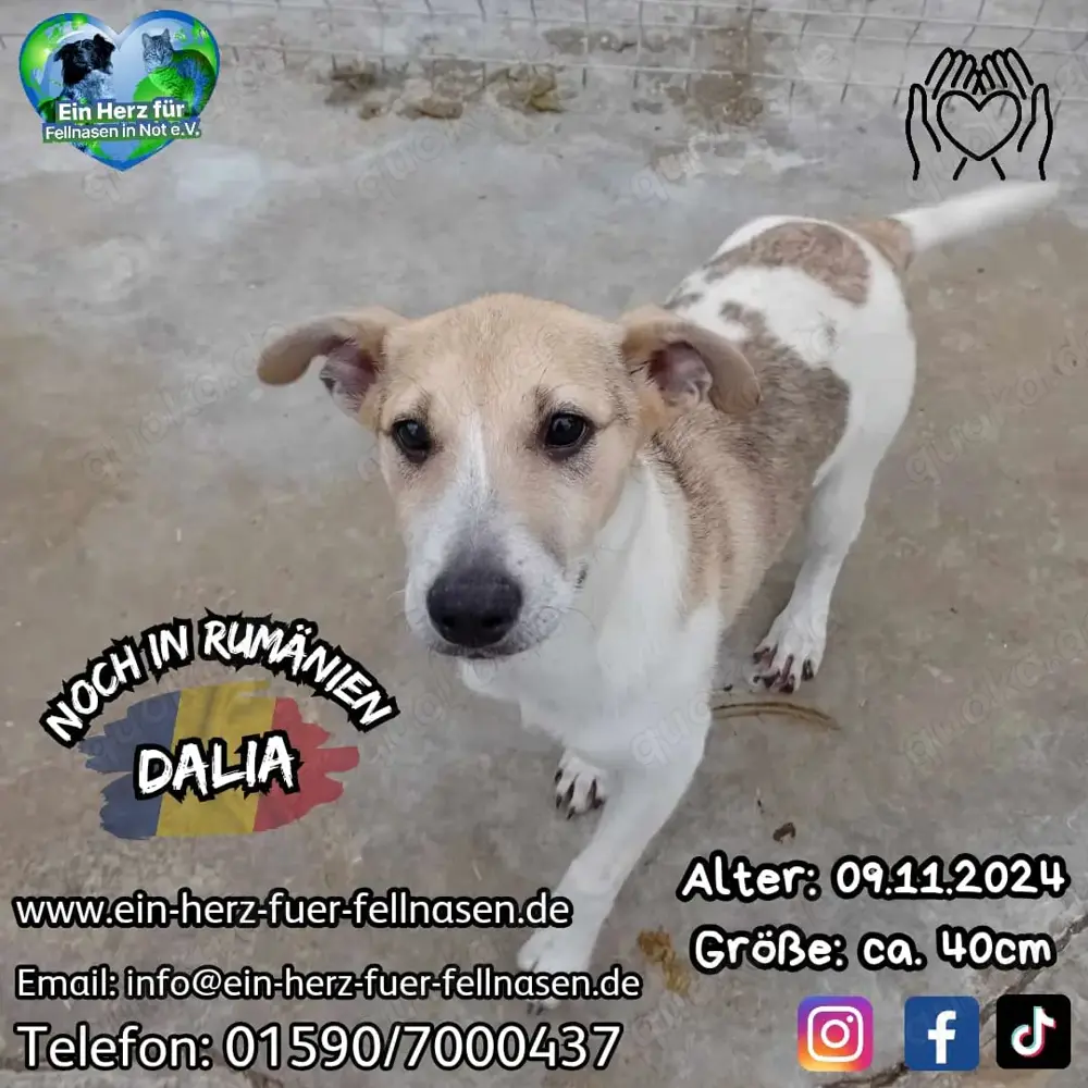 Dalia bedeutet Glück - das sucht sie jetzt dringend