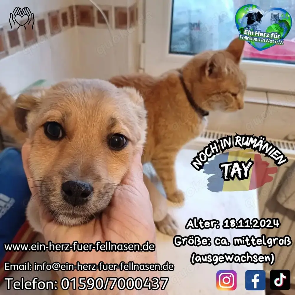 Tay kann sofot ausreisen. Wer adoptiert ihn?