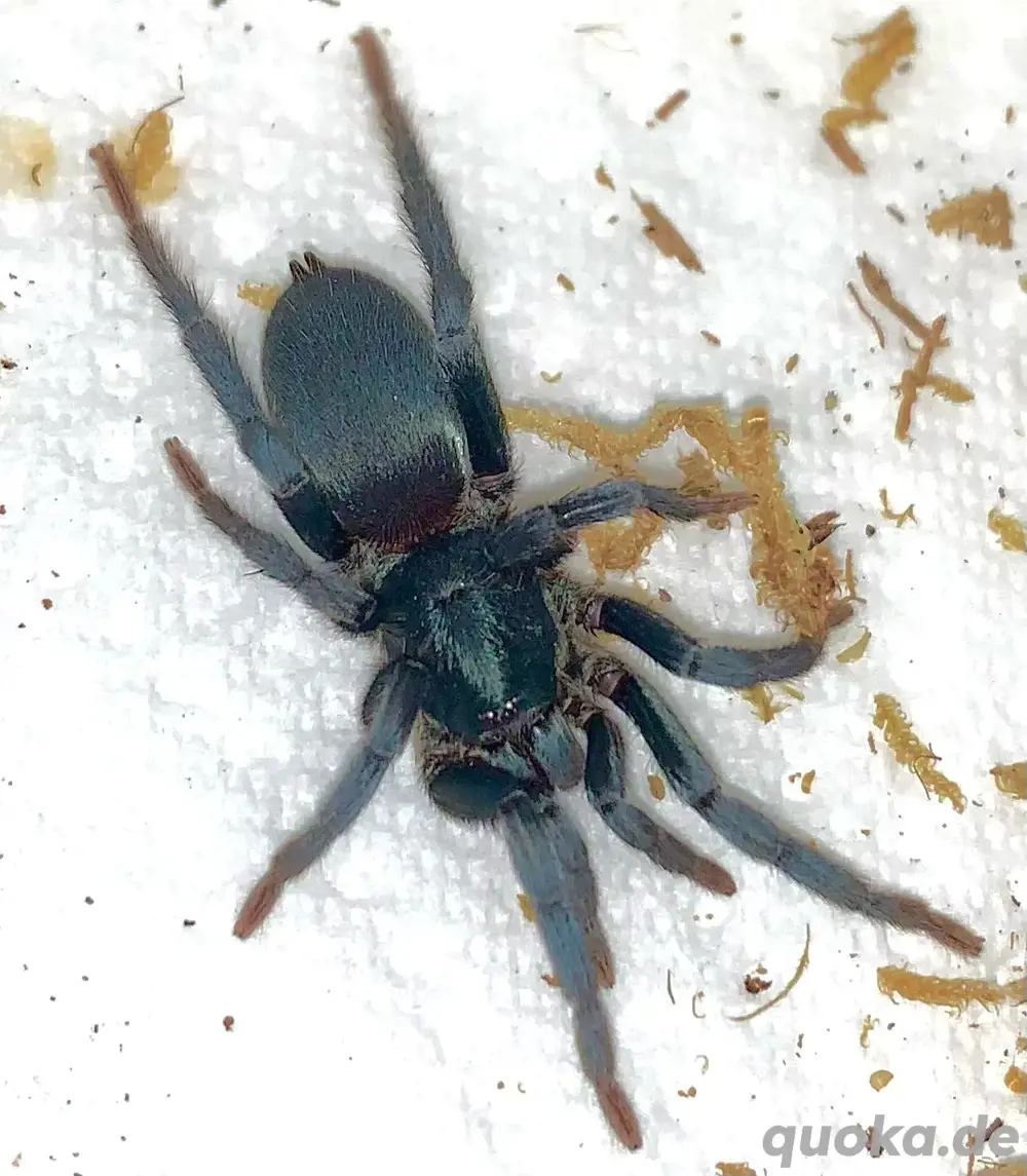 Scopelobates sericeus (Holothele sericea) Vogelspinne