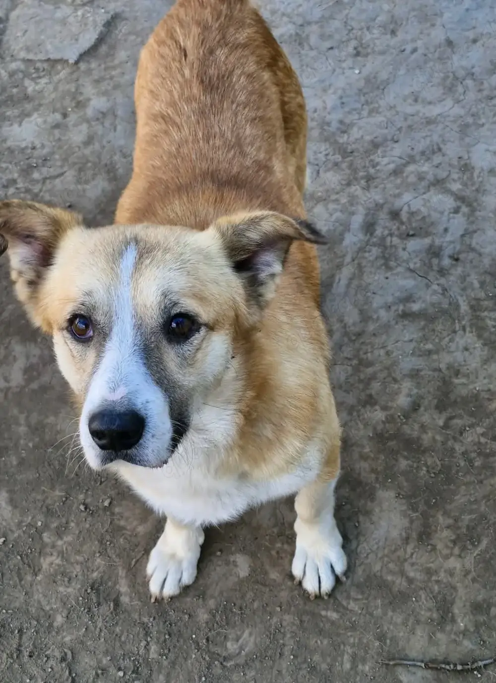 Pitzi möchte mit dir knuddeln