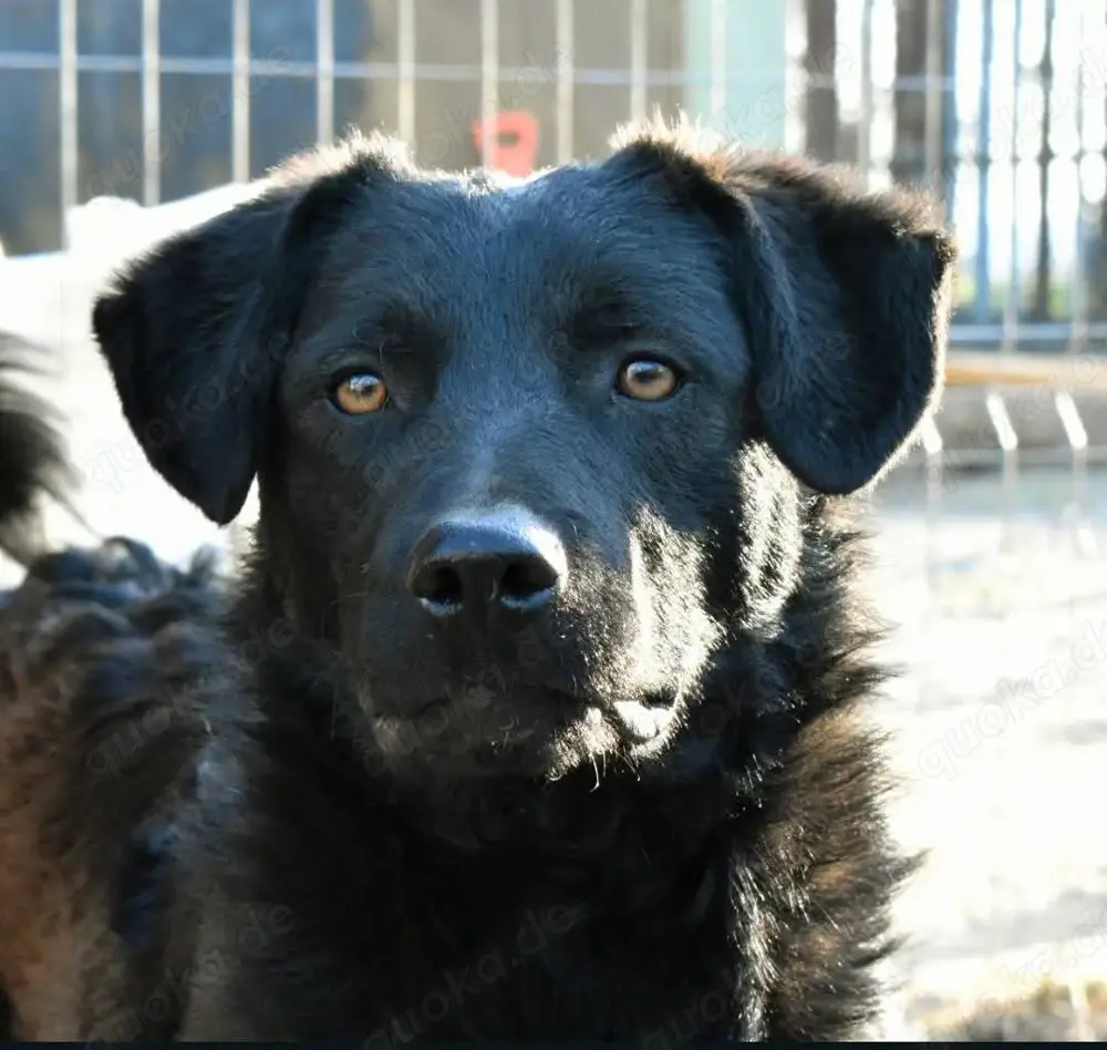 Chewie, wer gibt ihm eine Chance