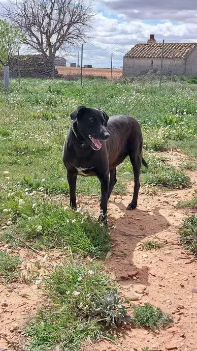 Ara sucht schon so lange nach einer Pflegestelle oder einem Zuhause