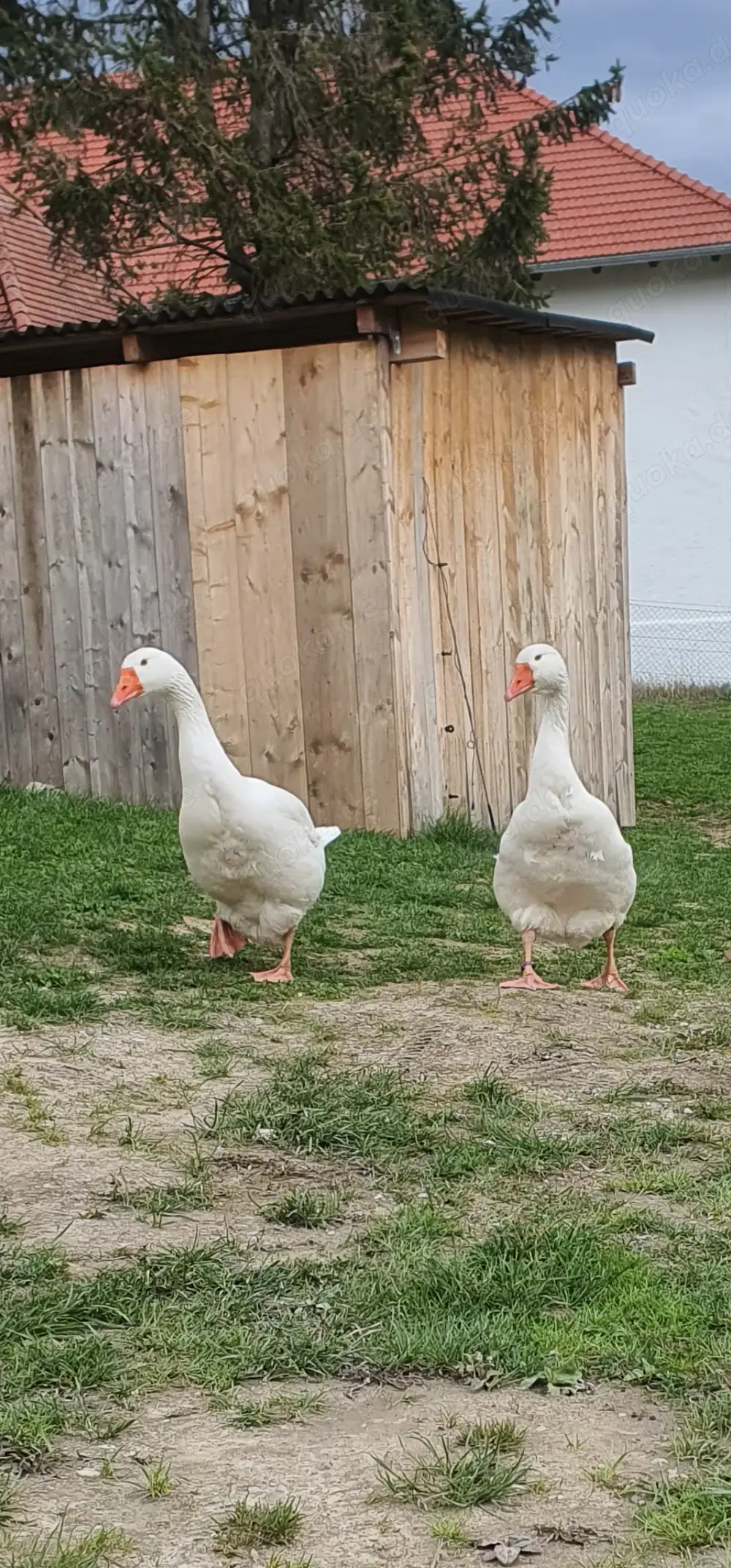 Emdener Gänse Ganter Emdener Gänse Ganter