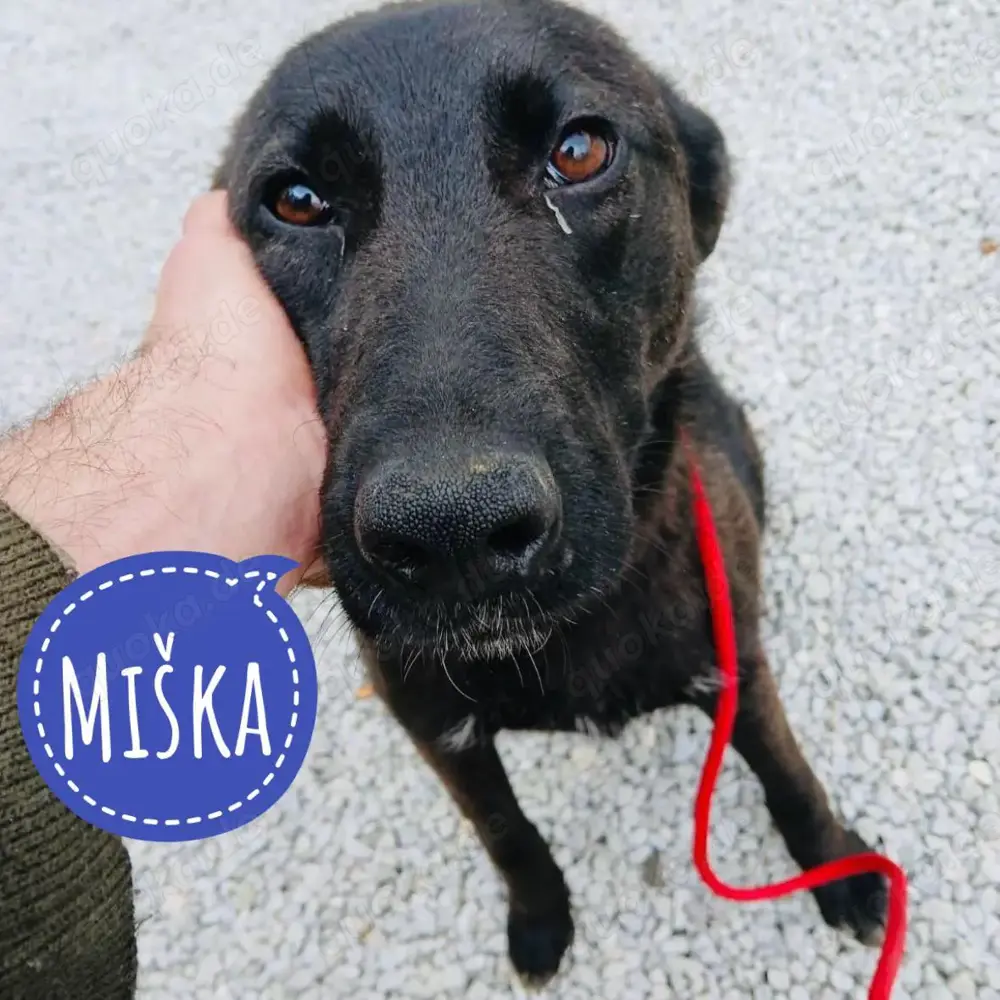 Miska, bezaubernde Hündin, Labrador Bracke Mix