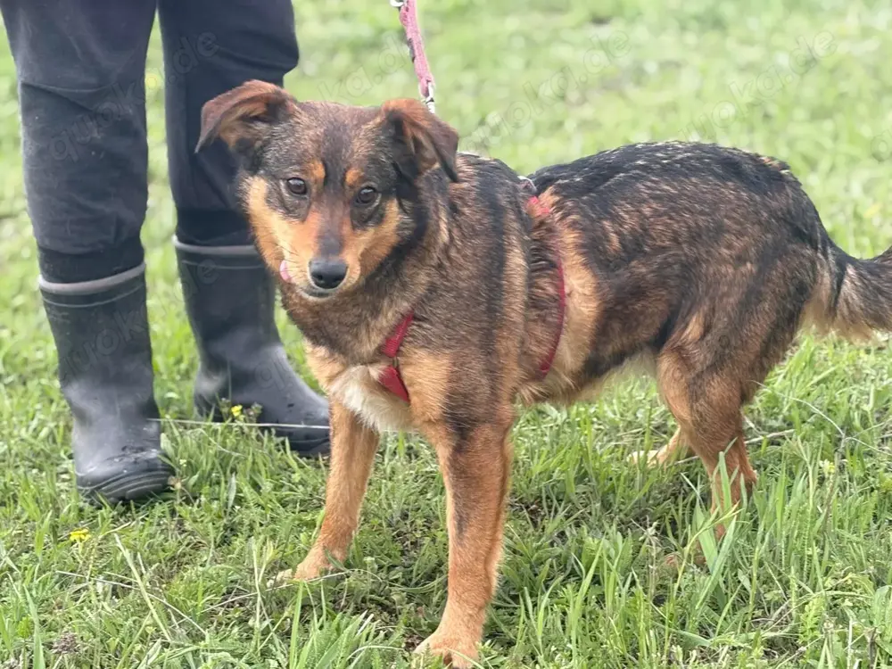 Shuri, sucht eine liebevolle Familie Shuri, sucht eine liebevolle Familie