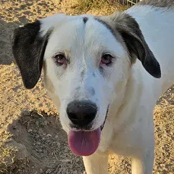 Lana, geb. ca. 01 2024, lebt in GRIECHENLAND, im städt. Tierheim Serres 