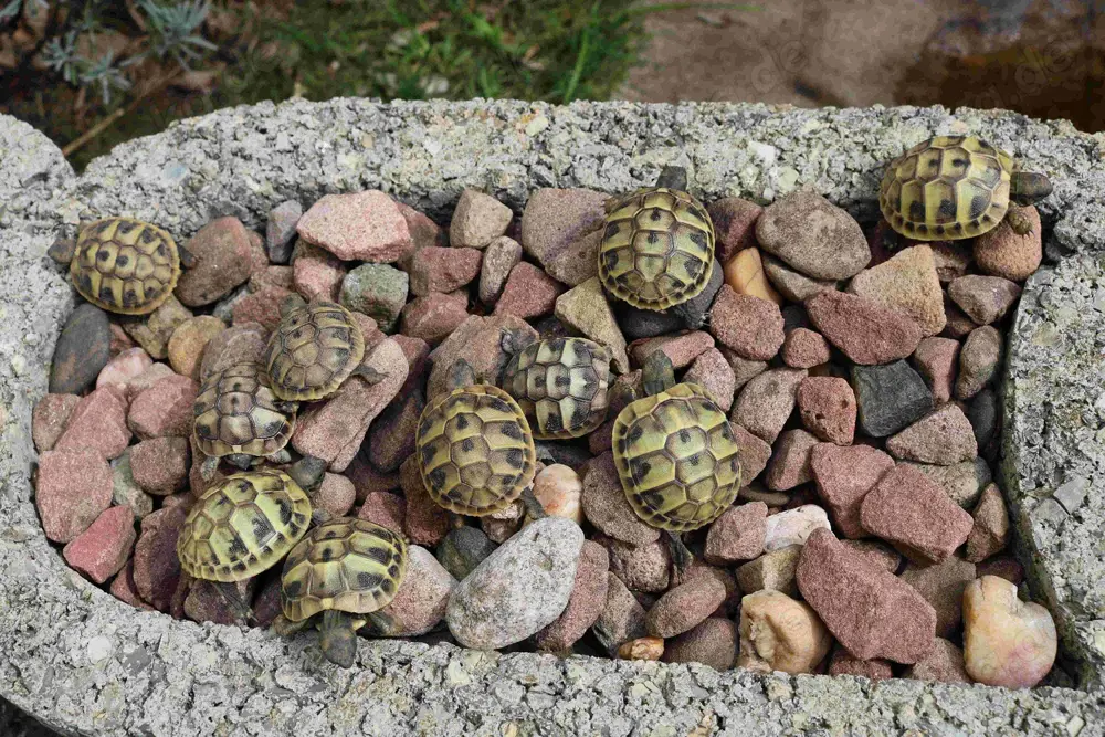 Griechische Landschildkröten THB NZ 2024