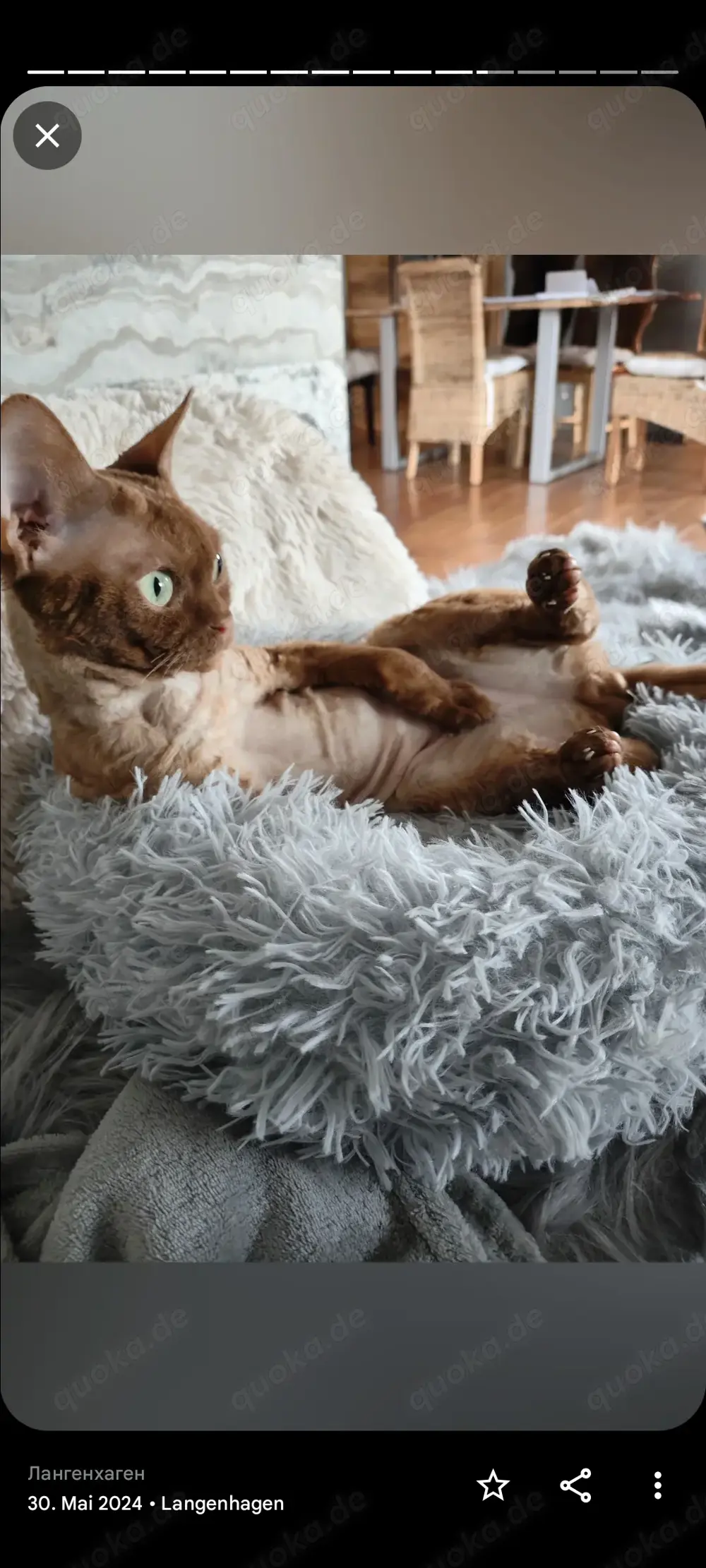 Deckkater, Devon-Rex in cenamonn