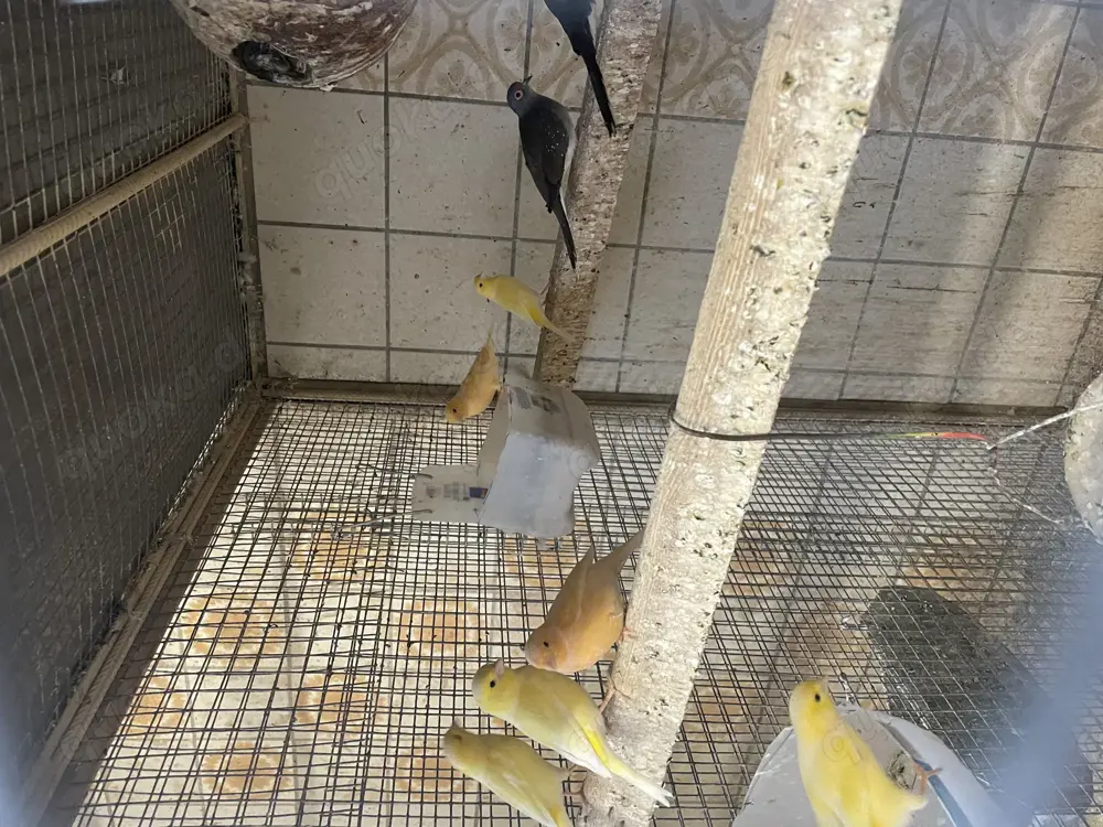 Kanarienvögel aus Hobbyzucht