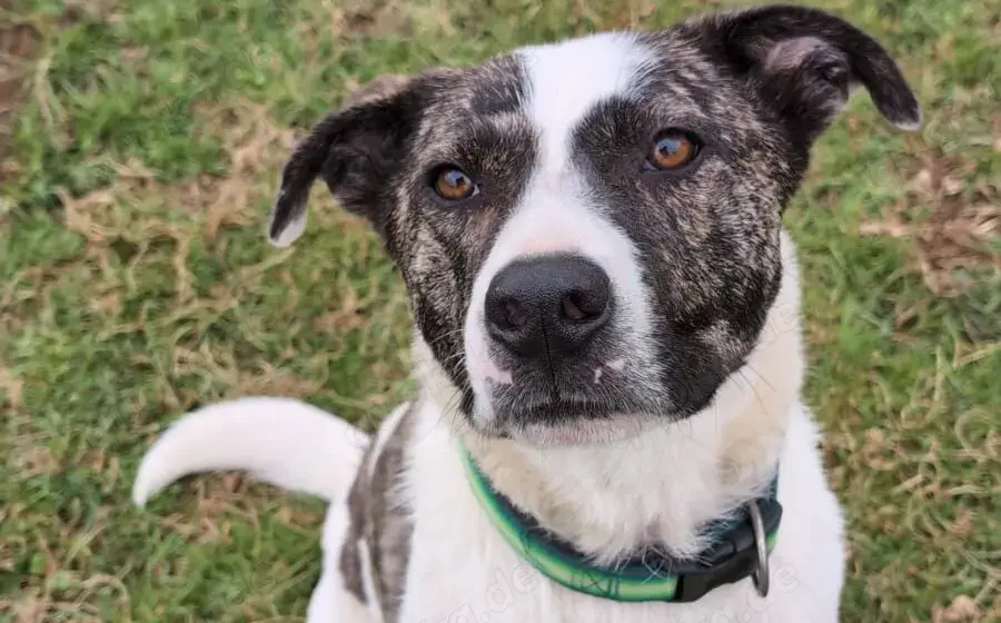 Schenkst du dem tollen Nuca dein Herz?