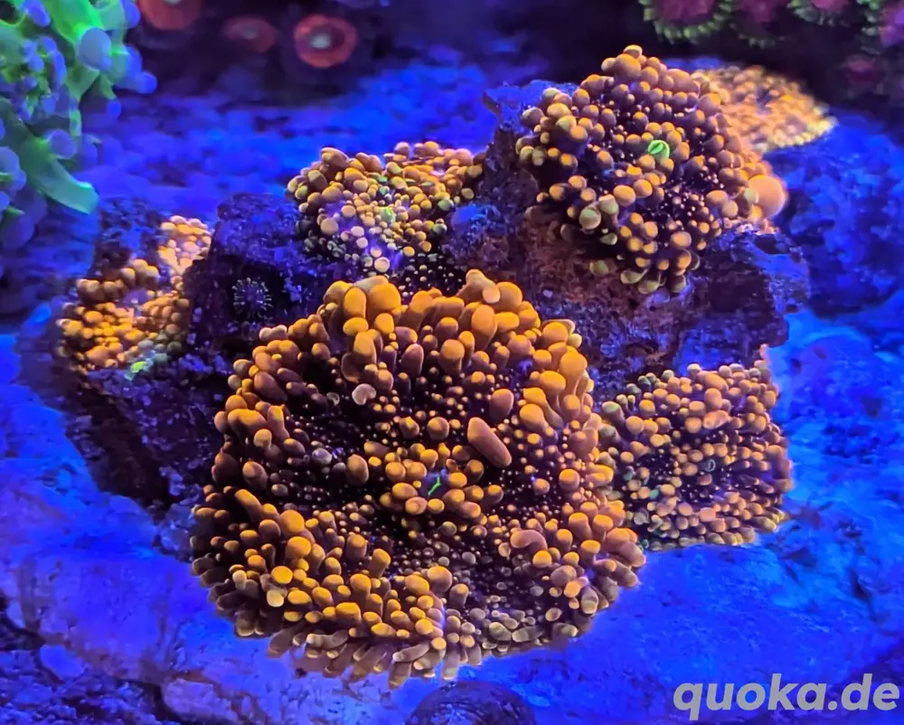 Ricordea Yuma Godzilla Bounce Scheibenanemonen Korallen