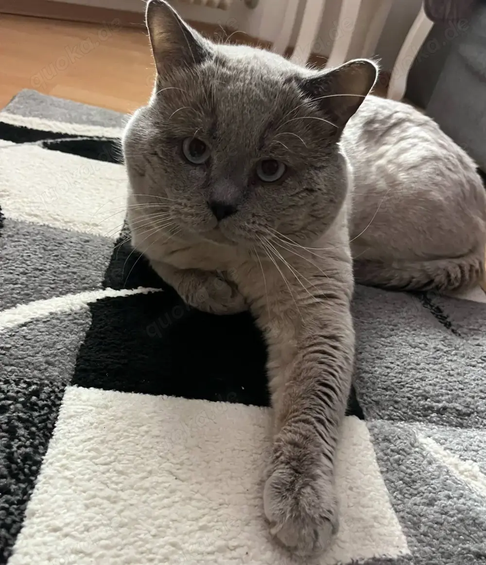 Deckkater BKH Deckkater BKH