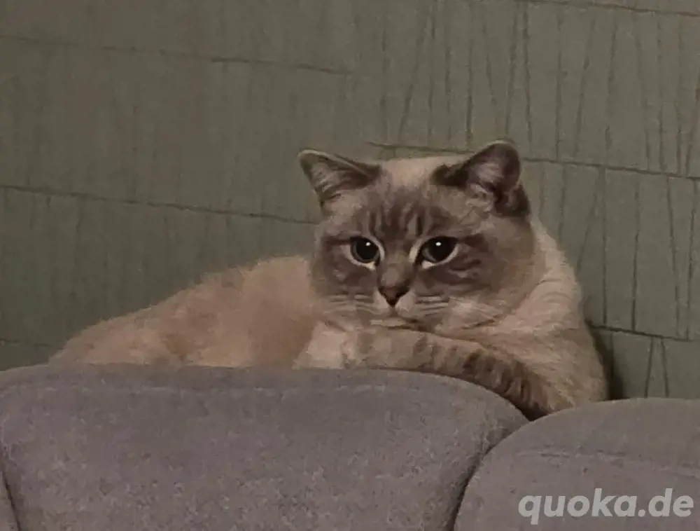 Deckkater Ciri 100 Euro. Nicht zum Verkauf. 