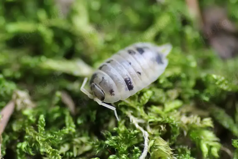 Pandaassel Porcellio Laevis "Panda" eigene Nachzucht