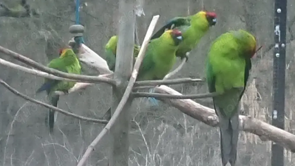 Junge Hornsittiche aus Schwarmhaltung