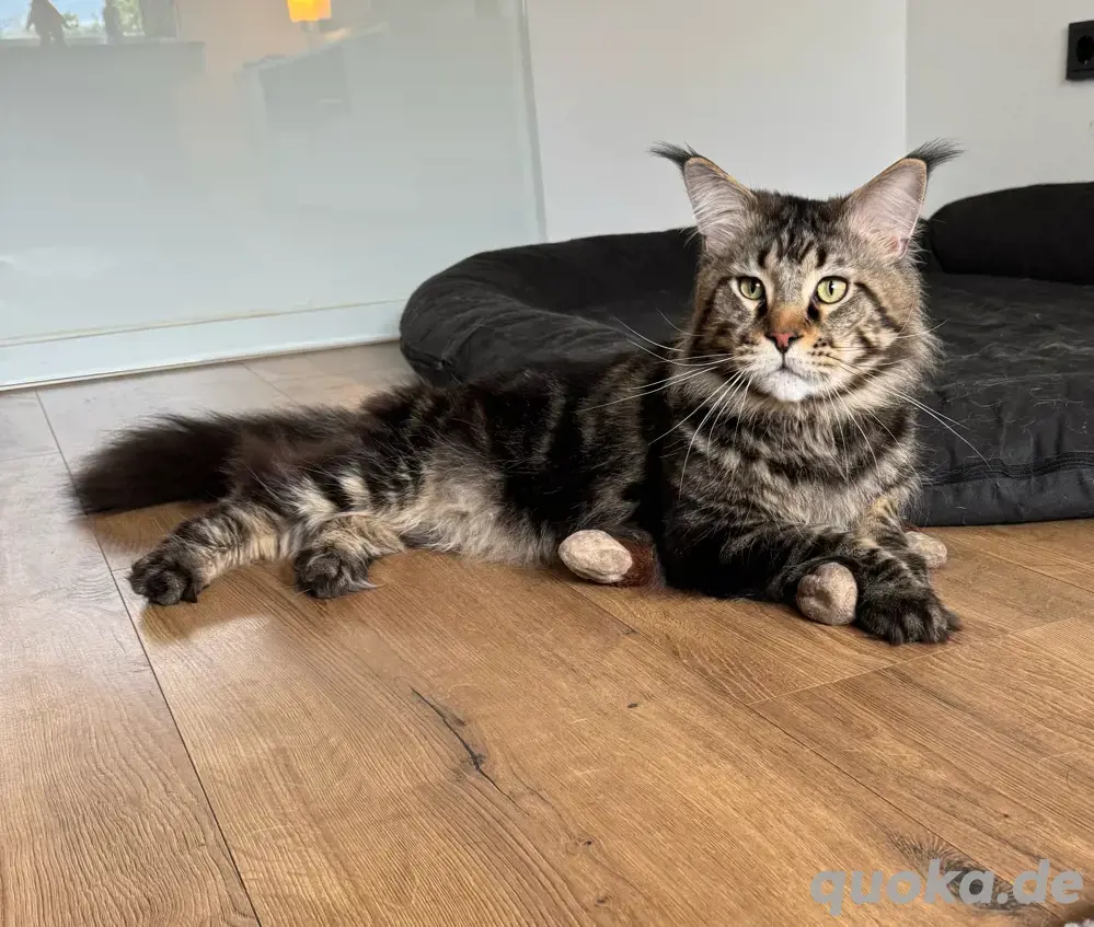 Maine Coon Deckkater mit Stammbaum