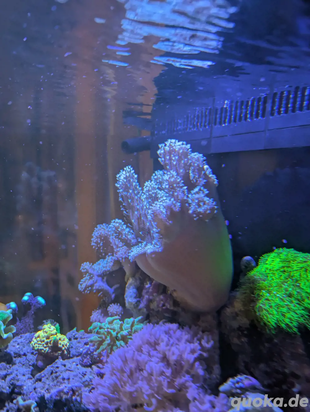 Keniabäumchen + Lobophytum Korallenableger