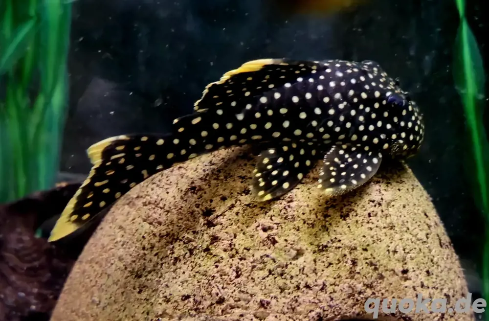 L18 Golden Nugget Baryancistrus xanthellus 