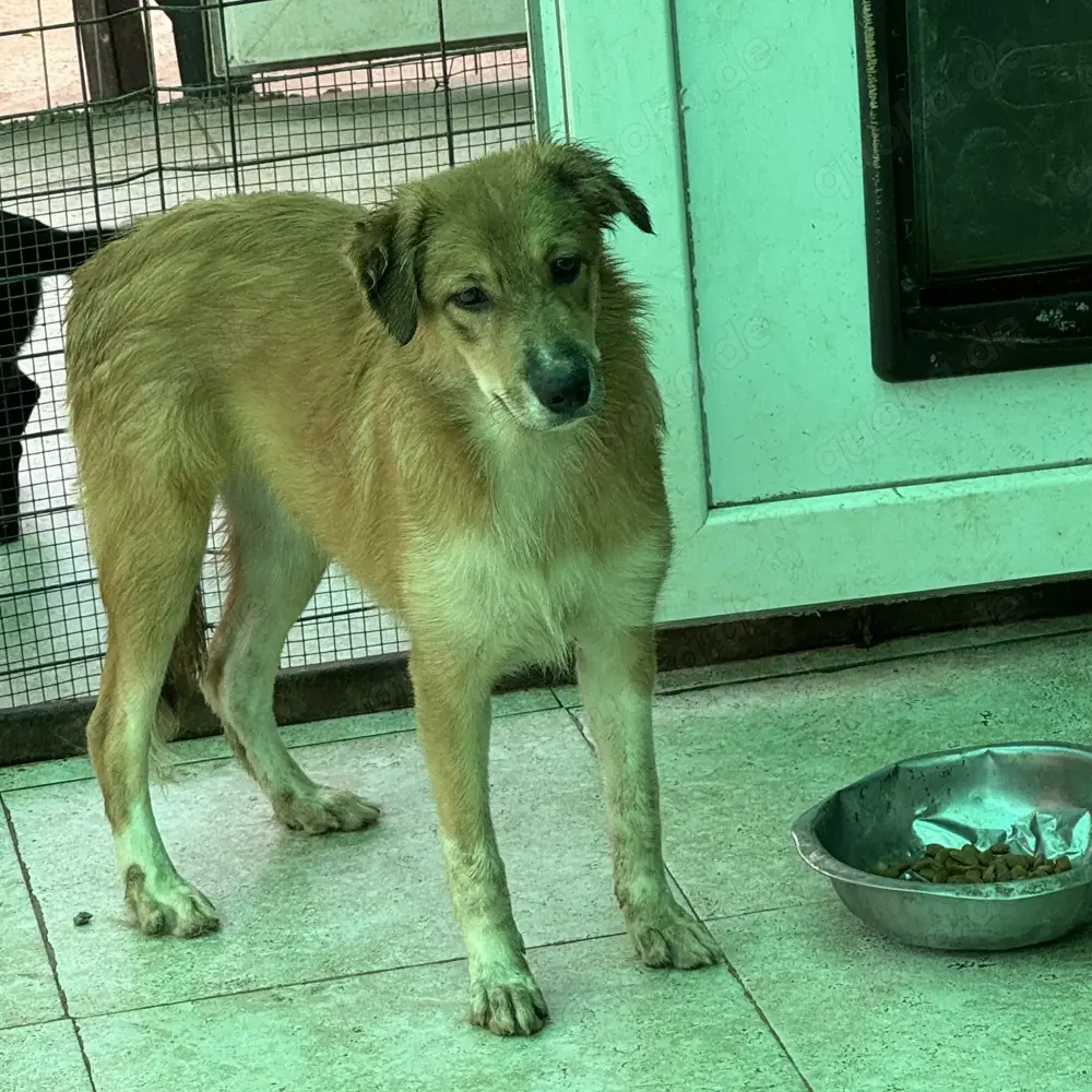 Hermine will raus aus dem öden Tierheim