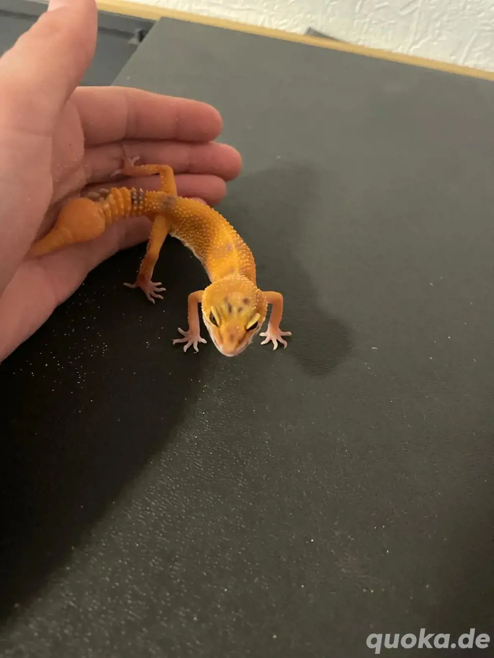 Gecko männlich 