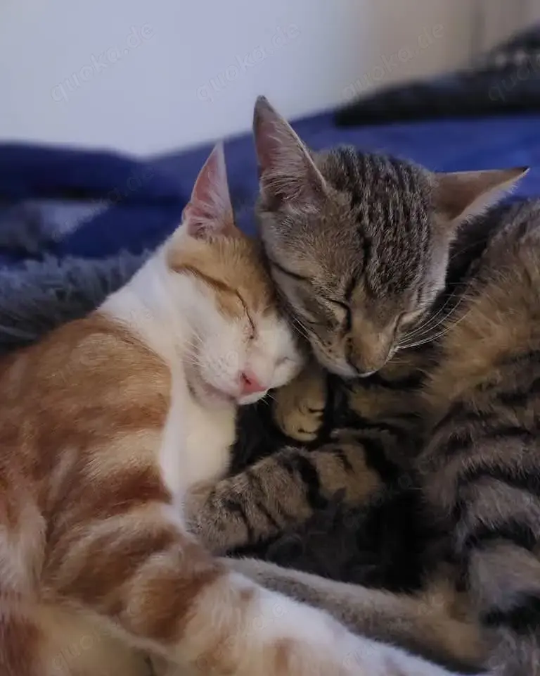 Beste Kumpels suchen Zuhause mit gesicherten Freigang # Tierschutz 