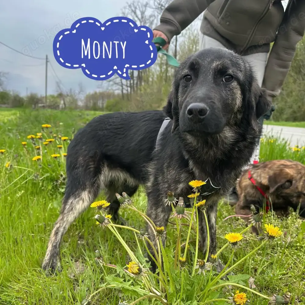 Monty, wunderhübscher junger Mischlings Rüde