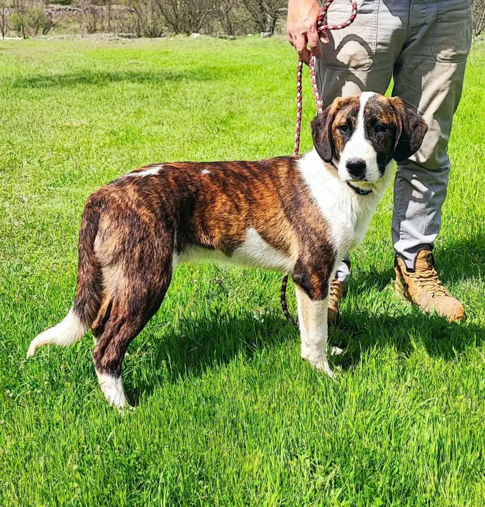 Posavski Gonic Mix Rüde 60cm 25kg 1J Ausreise nach Adoption