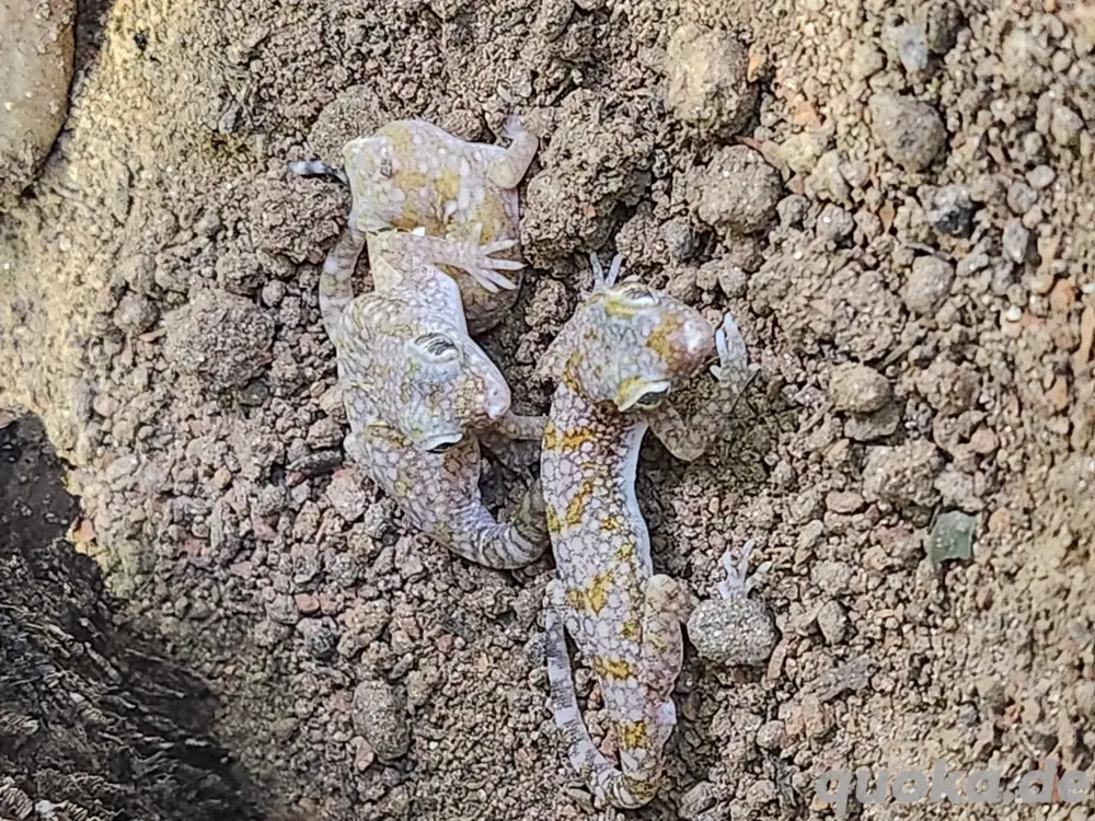 Stenodactylus Stenodactylus 