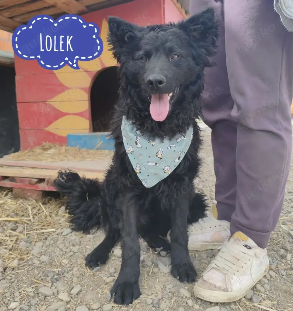 Lolek, traumhafter Mudi   Kroatischer Schäferhund Rüde