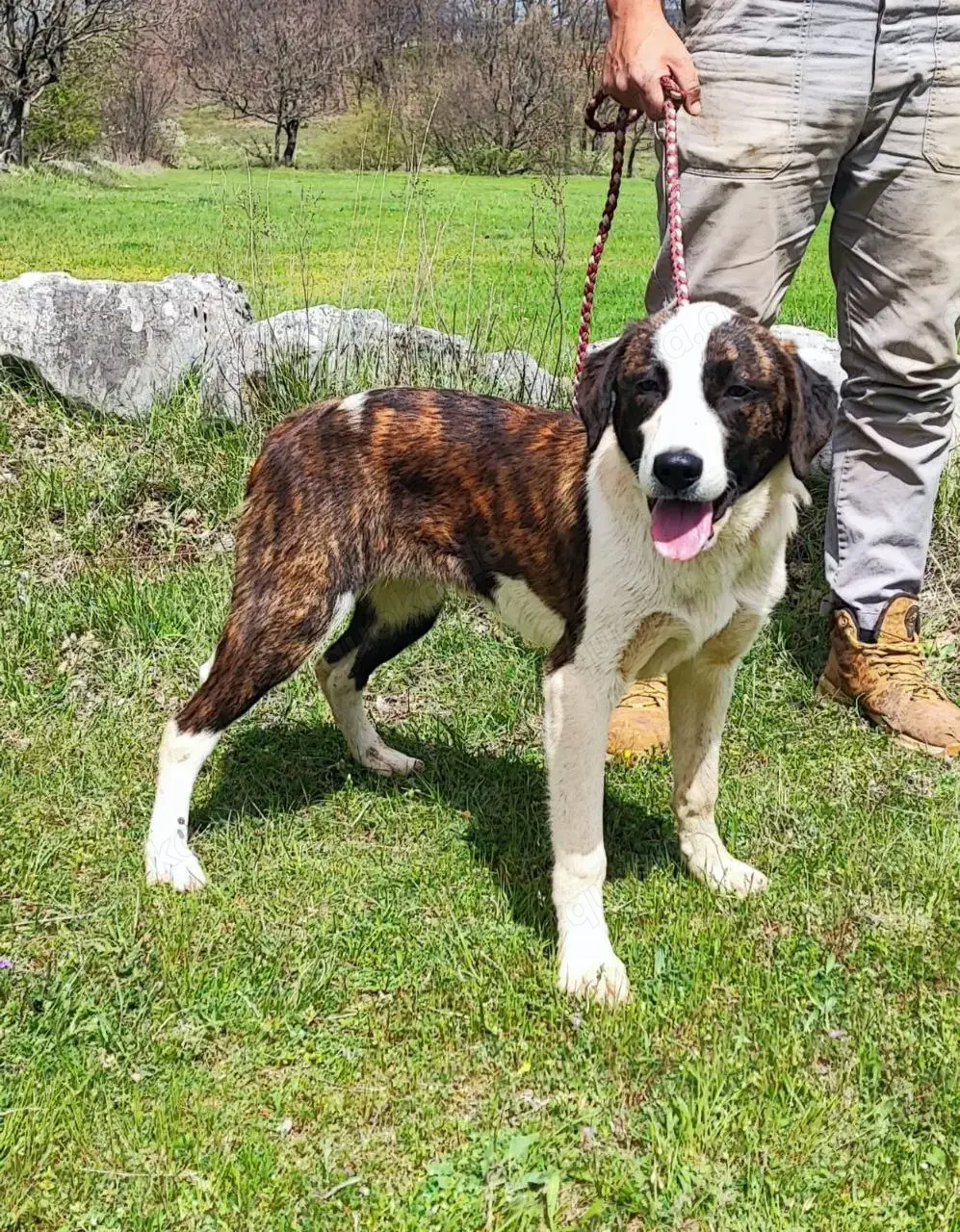 Posavski Gonic Mix Hündin 1J 58cm 22kg bundesweit ausreisebereit 