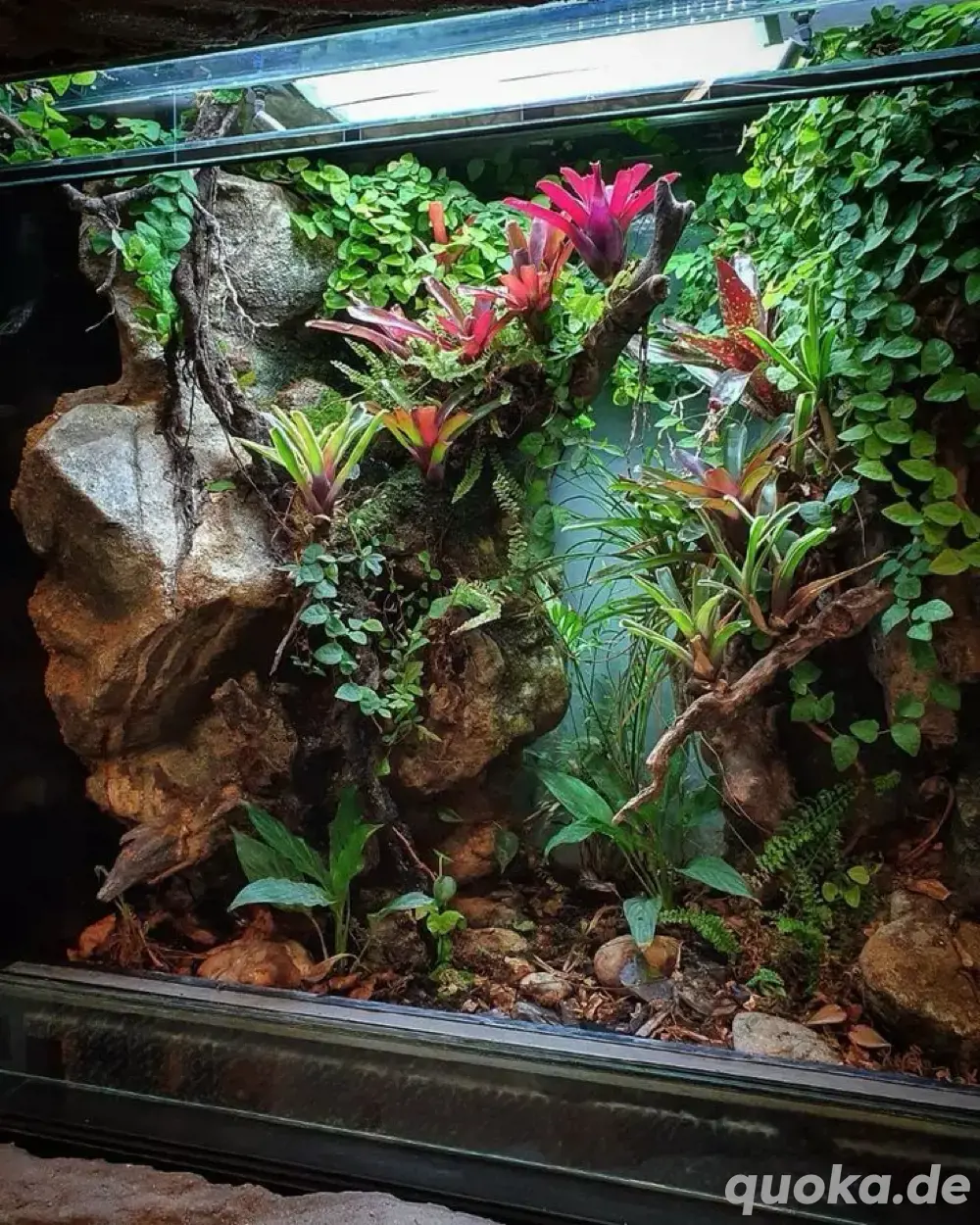 !Terrarien Rückwand Gestaltung !