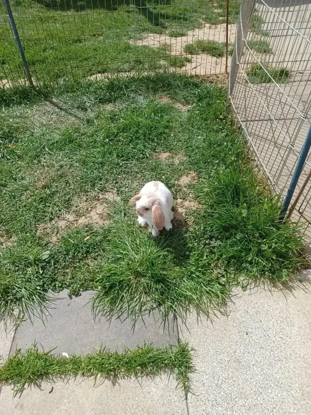 Zwergkaninchen Kastriertes Männchen und Weibchen 