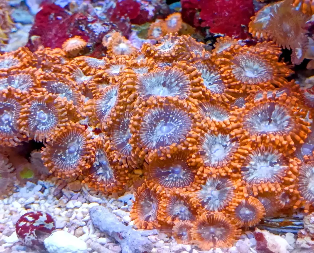 Korallenableger-Meerwasser- Zoanthus "Utter chaos"