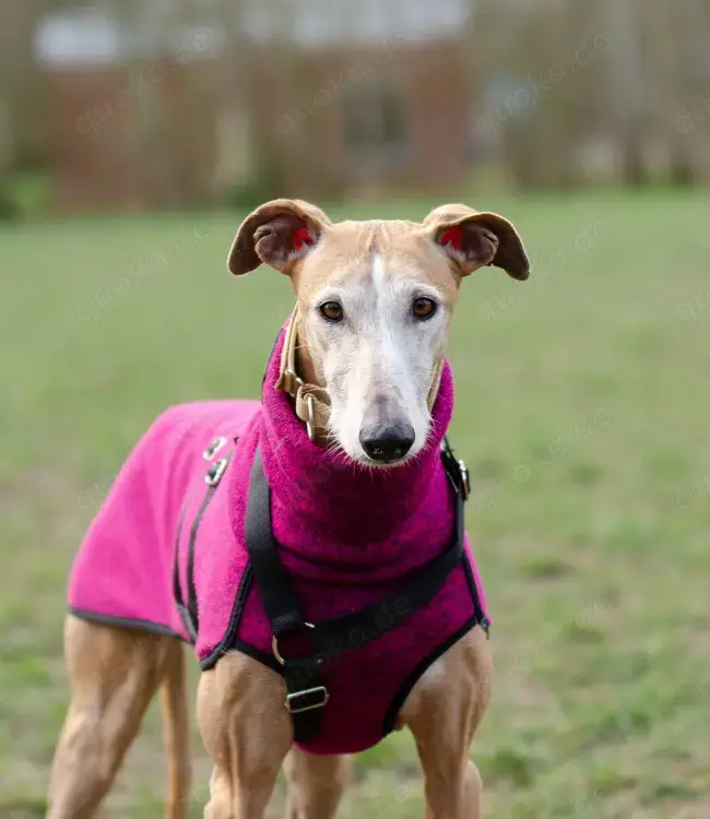 Galga Nerea - ein ganz liebes und feines Mädchen