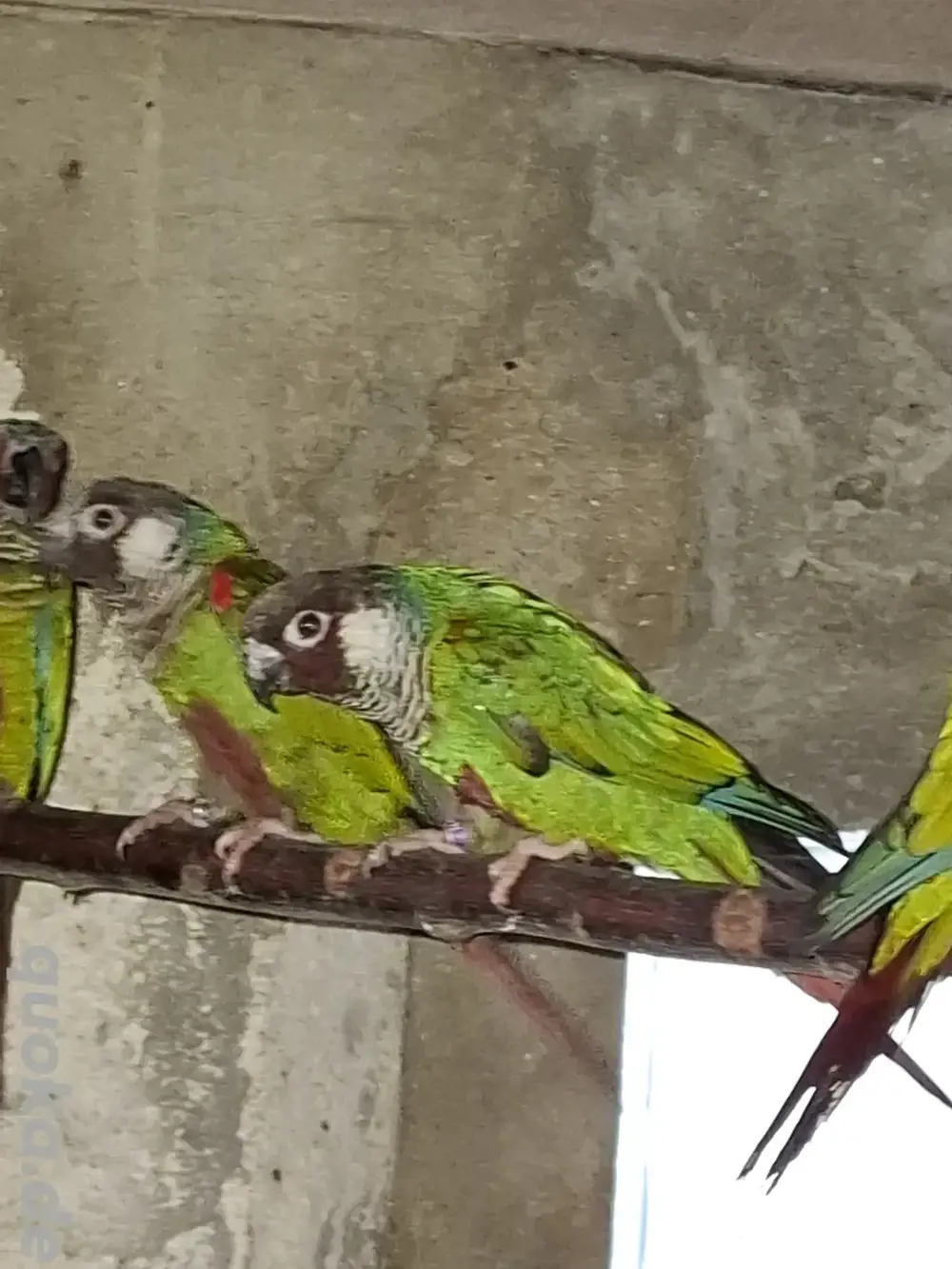Salvadori Weißohrsittiche  Pyrrhura leucotis griseipectus