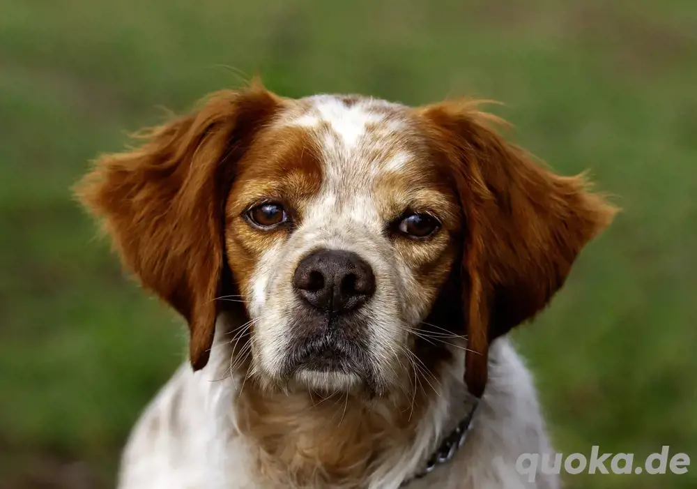 Canelo   treuer Seelenhund sucht einfühlsame Menschen