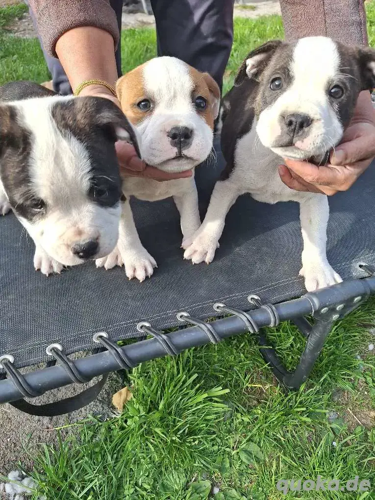 Staffordshire Bullterrier, Welpen, rot weiß, gestromt weiß, schwarz.