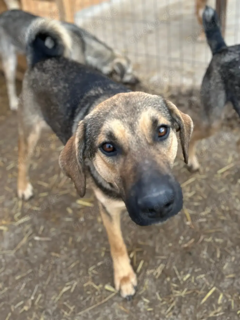 Wasti sehnt sich Gras unter den Pfoten