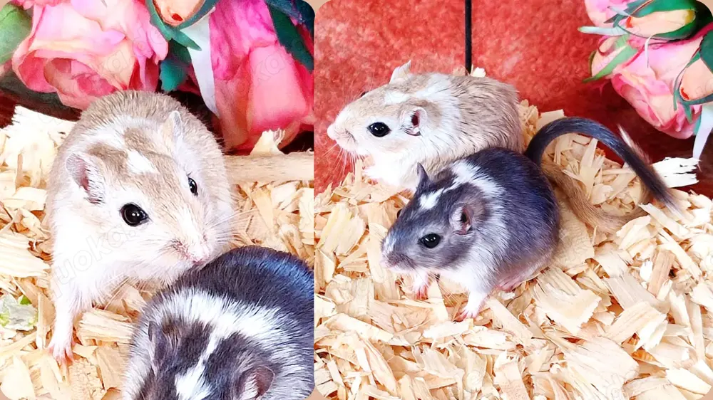 Zwei bildhübsche Rennmaus-Schwestern aus liebevoller Hobbyzucht abzugeben (Darkpatch)